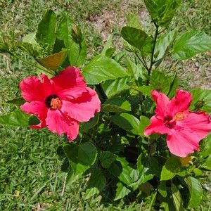 Meet your Posher, Brittney